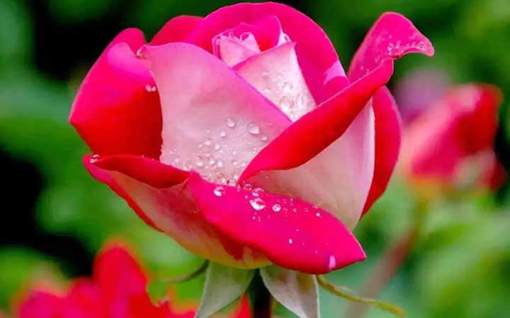 ইসলামে বিবাহের গুরুত্ব ও প্রয়োজনীয়তা